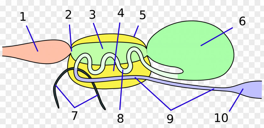 Insect Physiology Aparato Digestivo True Bugs Human Digestive System PNG