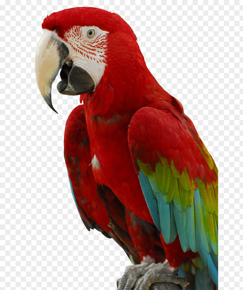 Parrot Cockatiel Bird Cockatoo Parakeet Chew Toy PNG