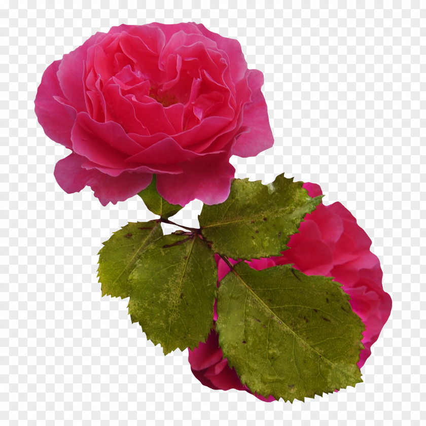 Pink Bouquet Garden Roses Centifolia Flower PNG