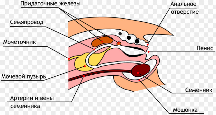 Rabbit Domestic Male Reproductive System Reproduction PNG