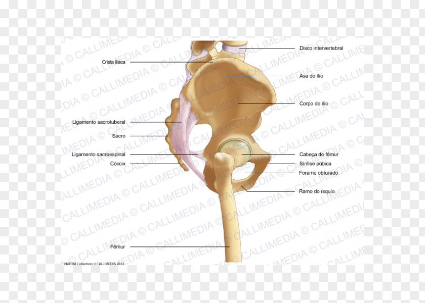 Skeleton Bone Pelvis Human Appendicular PNG