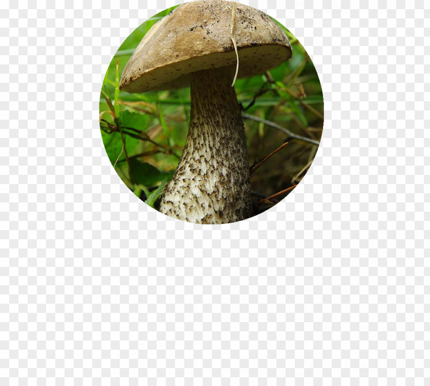 Tree Edible Mushroom PNG