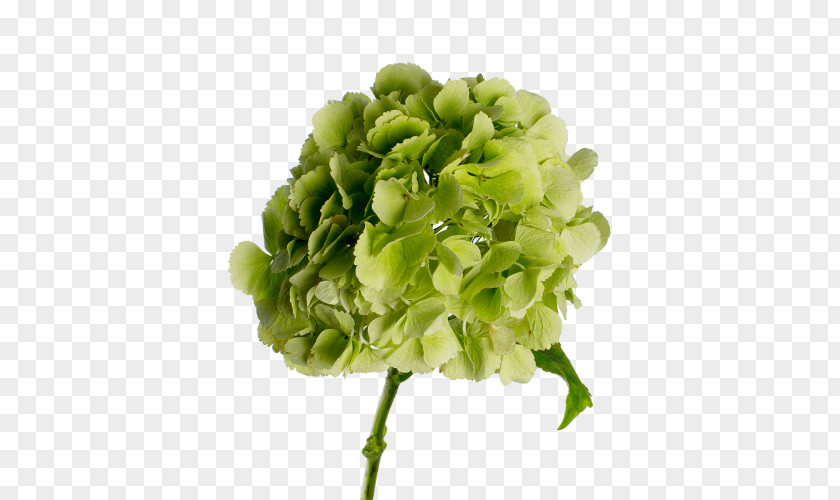 Flower Hydrangea Green Cut Flowers PNG
