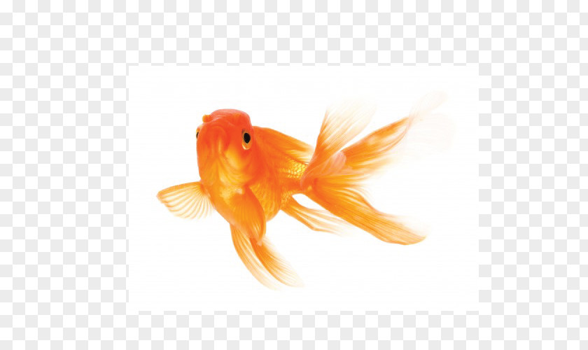 Gold Fish Koi Care For Your Goldfish Siamese Fighting PNG