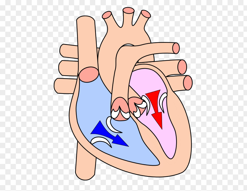 Human Heart Diastole Ventricle Systole Atrium Cardiac Cycle PNG