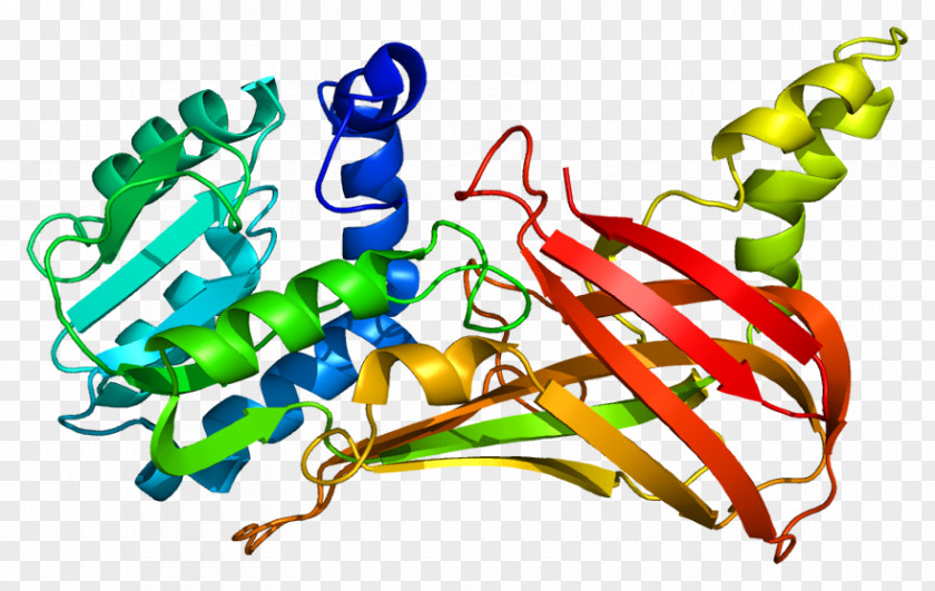 PRMT3 Gene Protein Knockout Mouse Organism PNG
