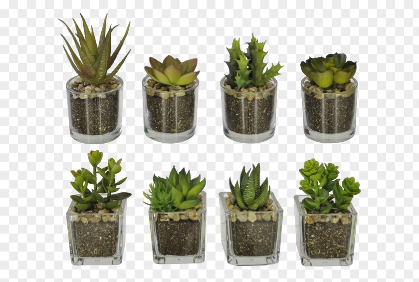 Vase Cactaceae Flowerpot Succulent Plant Glass PNG