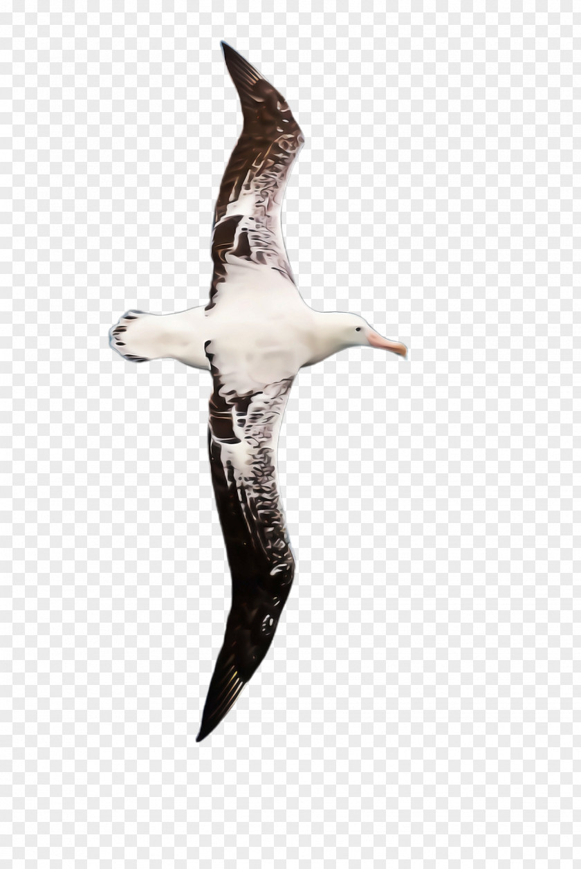 Wing Gull Bird Seabird Albatross Gannet Beak PNG