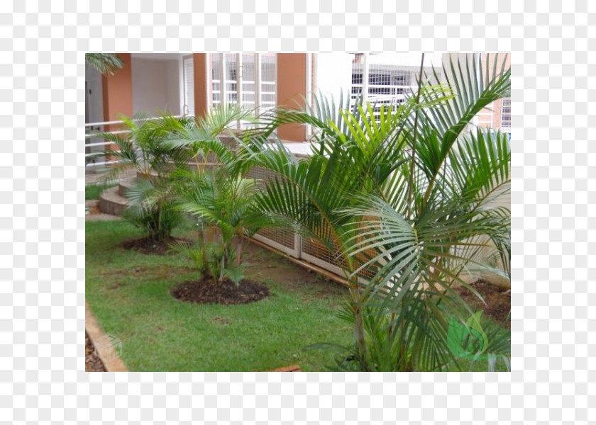 Date Palm Rhapis Excelsa Arecaceae Raffia Rafia PNG