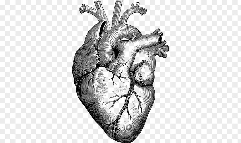 Human Heart Anatomy Drawing Diagram PNG