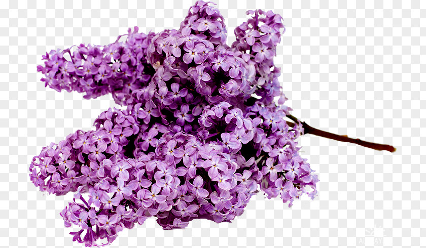 Bootlegging Ornament Stock.xchng Common Lilac Flower Bouquet Image PNG