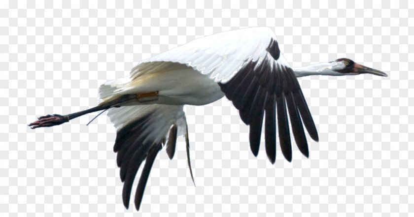 Crane International Foundation Bird Whooping Wattled PNG