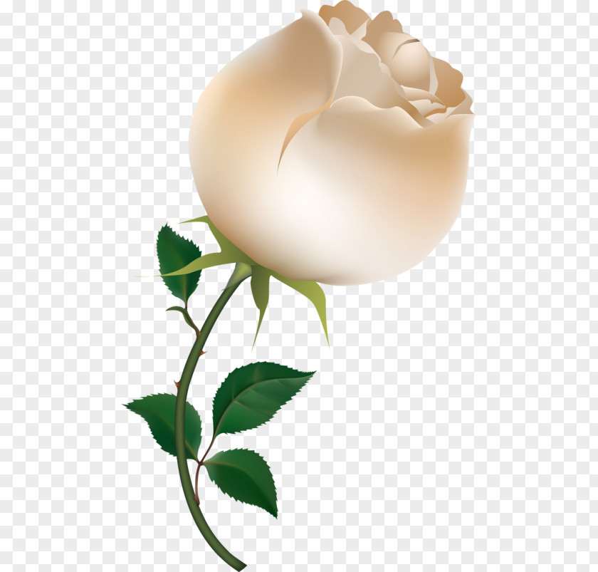 Rose Drawing Clip Art PNG