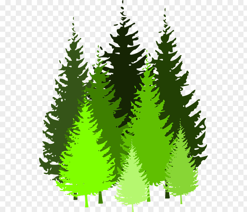Tree Eastern White Pine Clip Art PNG