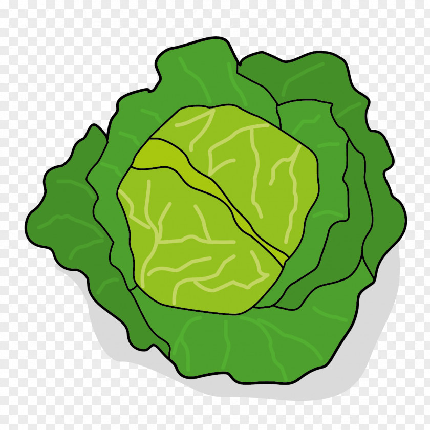 Vegetable Leaf Chou Cabbage PNG
