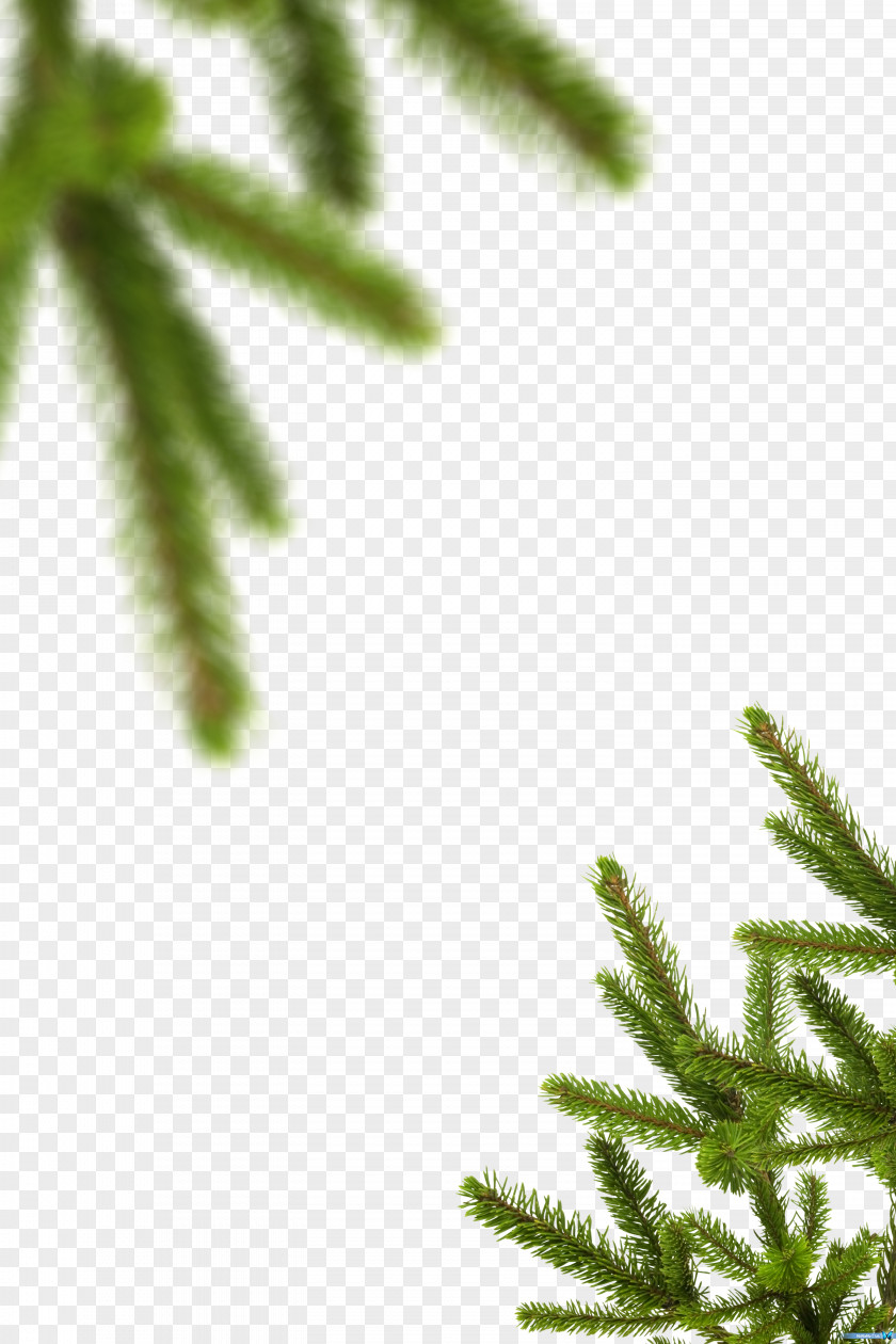 Creative Christmas Tree Branches Spruce Evergreen Vegetation Leaf Plant Stem PNG