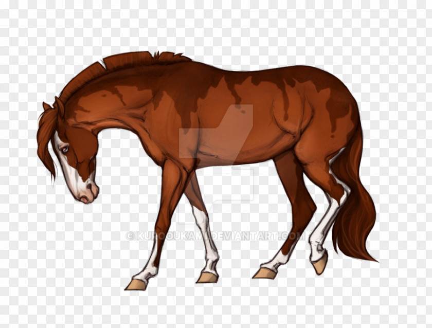 Mustang Foal Stallion Mare Rein PNG
