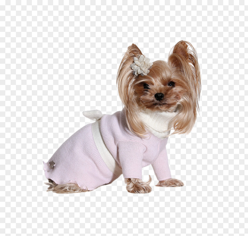 Prince And Princess Yorkshire Terrier Dog Clothes Romantic PNG