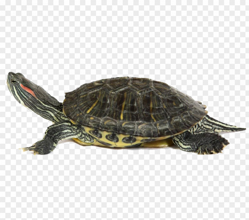 Turtle Sea PhotoScape Clip Art PNG