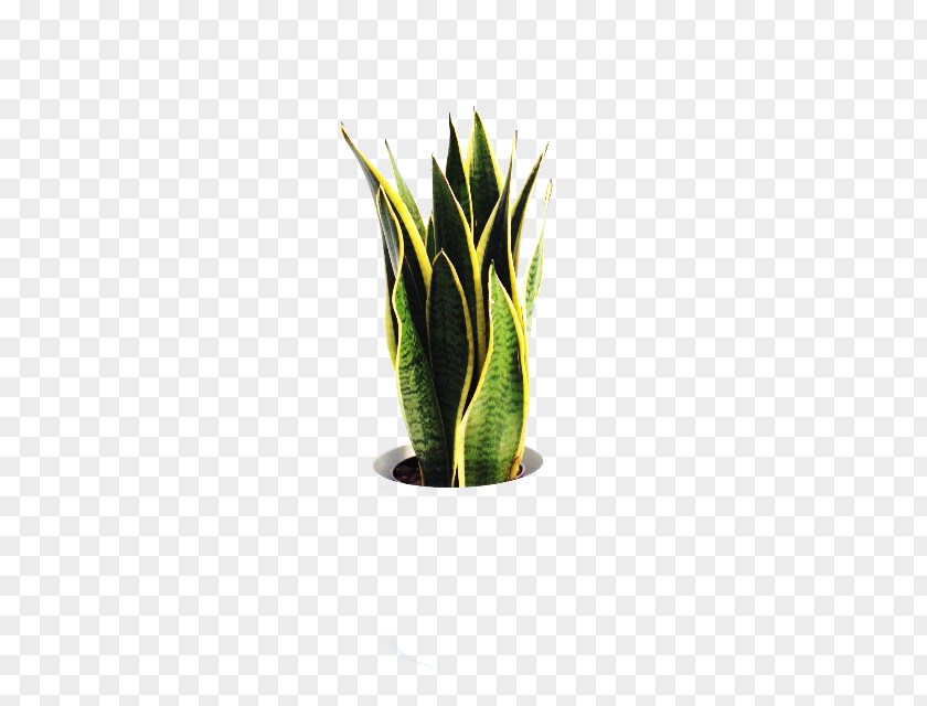 Citroën Cactus M Agave Grasses Flowerpot INAV DBX MSCI AC WORLD SF PNG