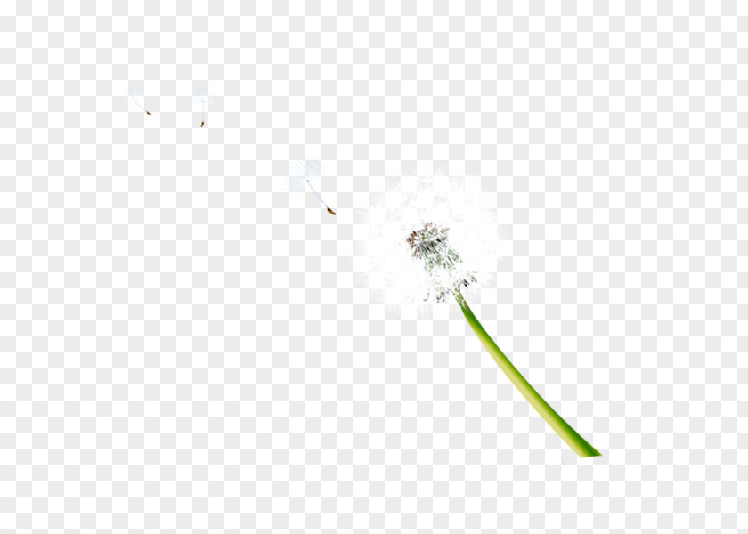 Dandelion Flower Download Pattern PNG