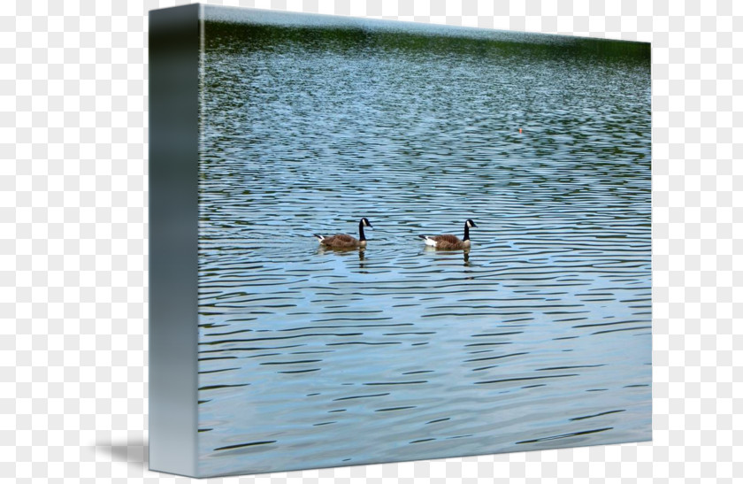 Duck Goose Water Picture Frames PNG