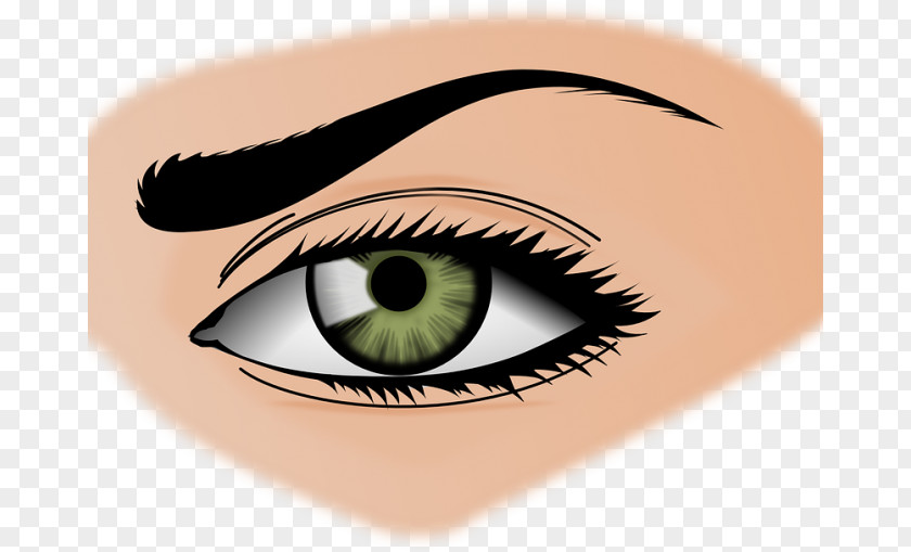 Eye Color Human Clip Art PNG