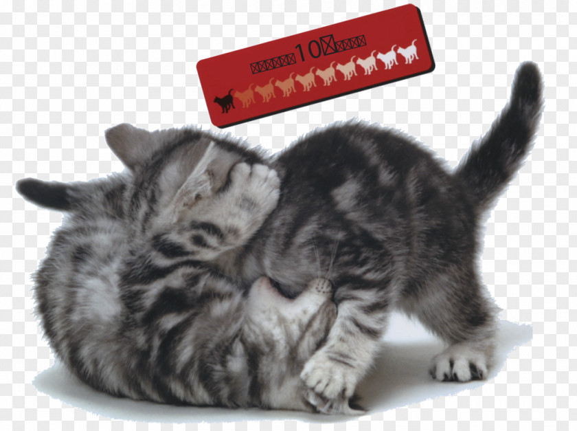 Feline Medicine Kitten American Shorthair Domestic Short-haired Cat Whiskers Tabby PNG