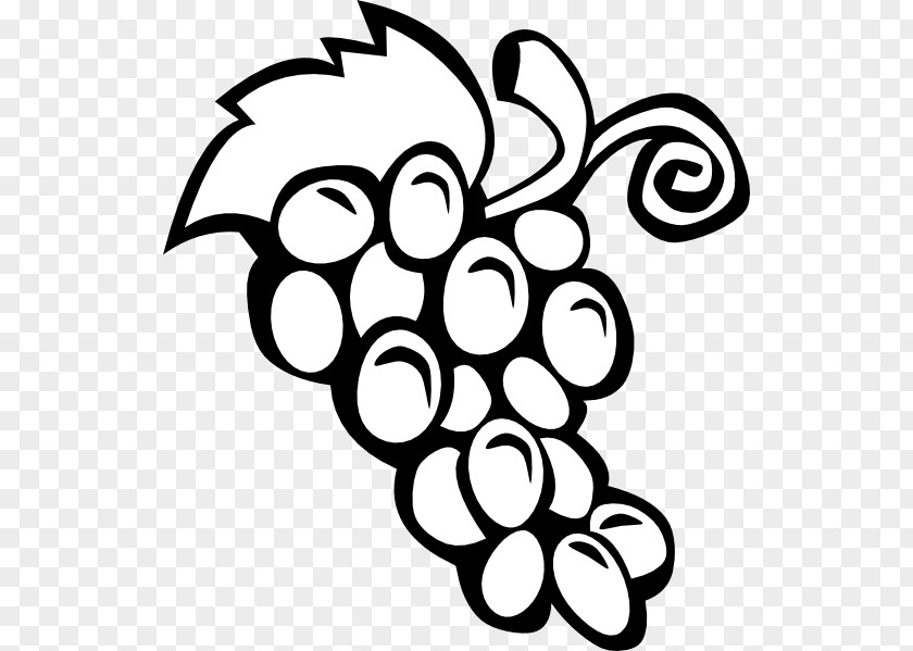 Grapes Drawing Common Grape Vine Wine Clip Art PNG