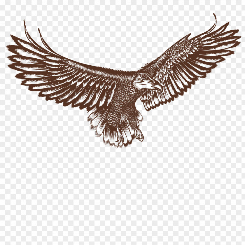 Vector Flying Eagle Bald Hawk Bird PNG
