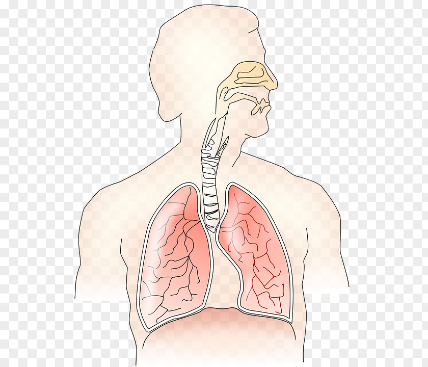 Blue Iris Respiratory System Breathing Tract Respiration Human Body PNG