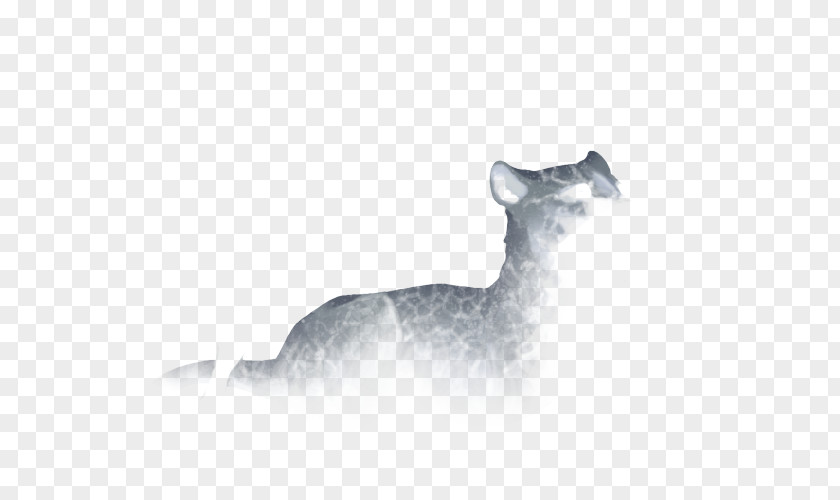 Cat Whiskers Dog Canidae Snout PNG