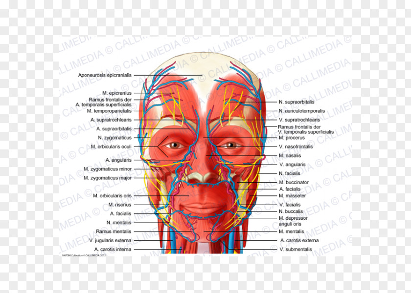 Face Head And Neck Anatomy Blood Vessel Nerve Human Anterior Triangle Of The PNG