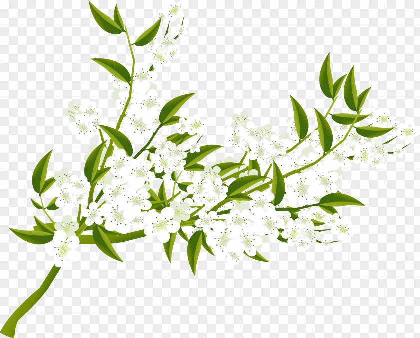 Flower Blossoming Pear Tree Petal Twig PNG