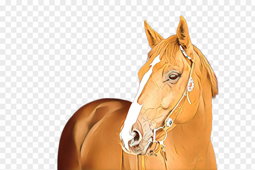 Horse Hair Bridle Halter Sorrel PNG