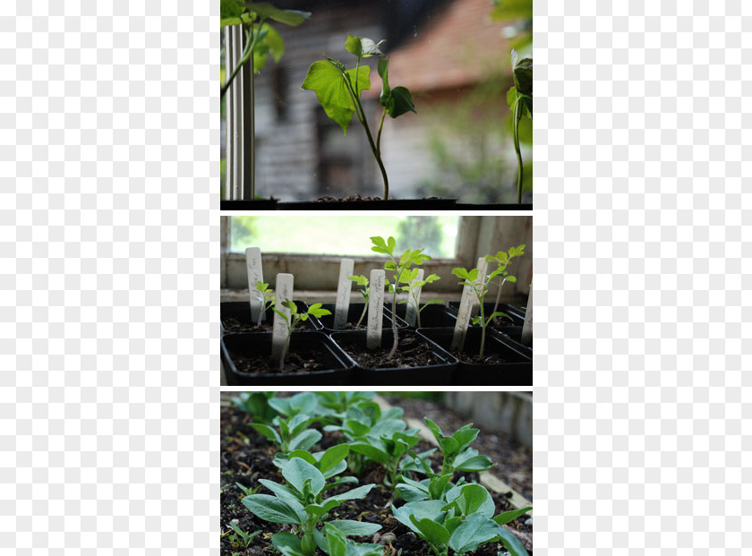 Leaf Tree Shrub Herb PNG