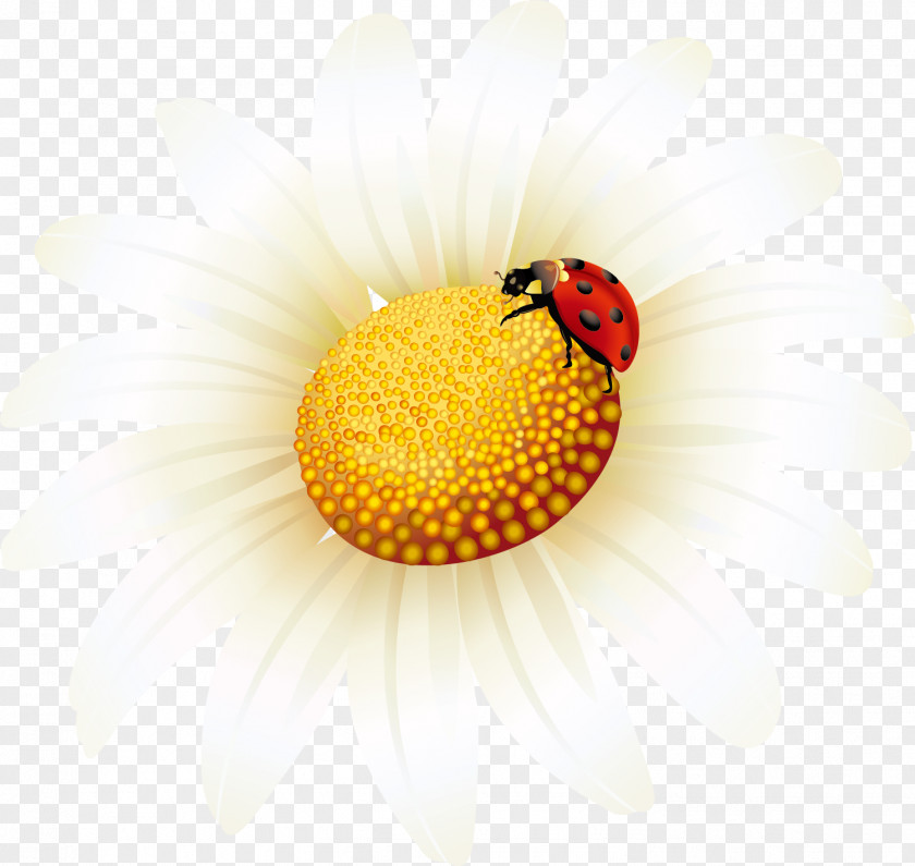 Small Crisp Yellow Sunflower Common Light PNG
