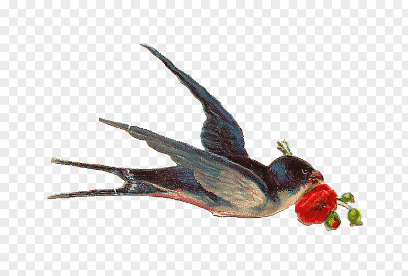 Watercolor Animals Bird Swallow Clip Art PNG