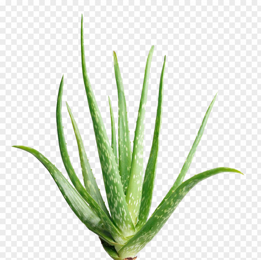 Aloe Vera Houseplant Flowerpot Light PNG