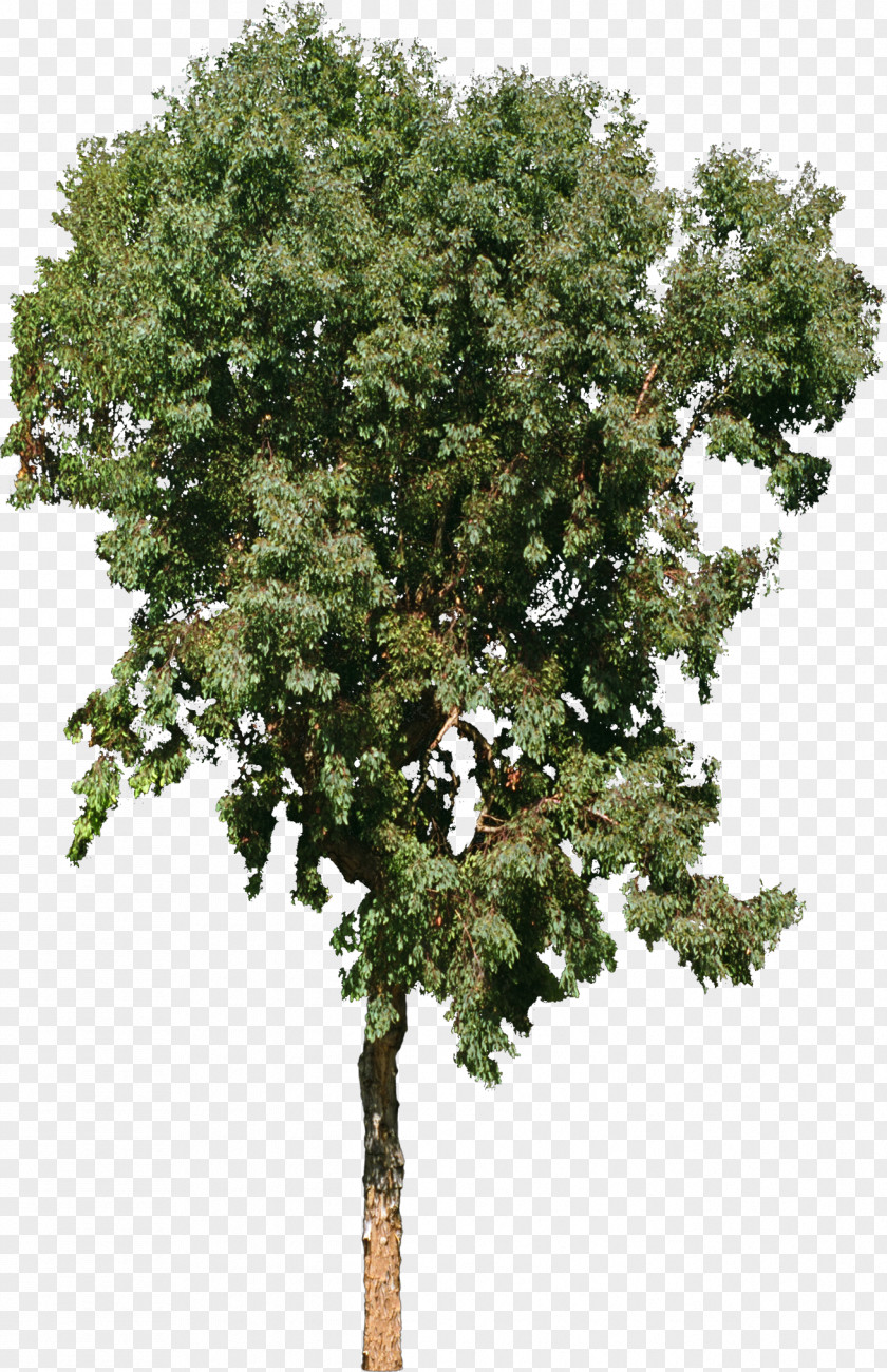 Bushes Tree Stock Photography Royalty-free PNG