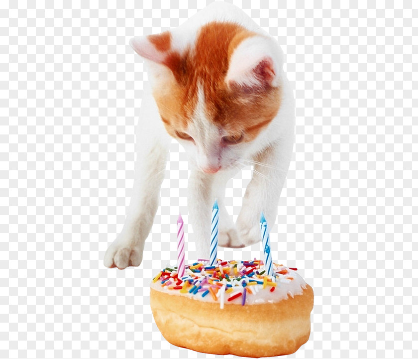 Cat Birthday Cake Whiskers Kitten PNG