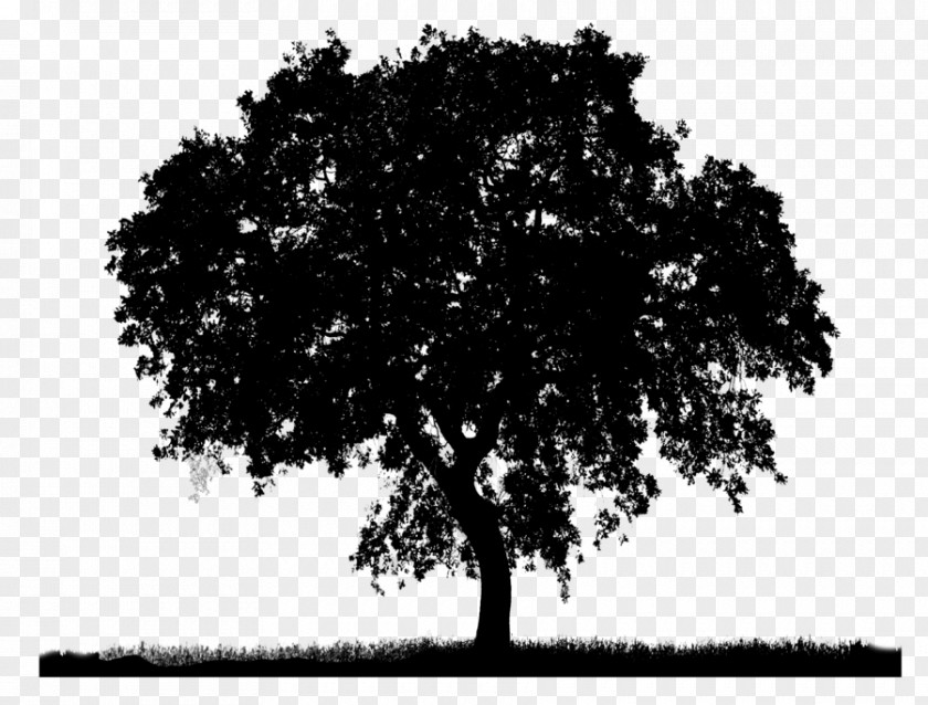Clip Art Transparency Image Tree PNG