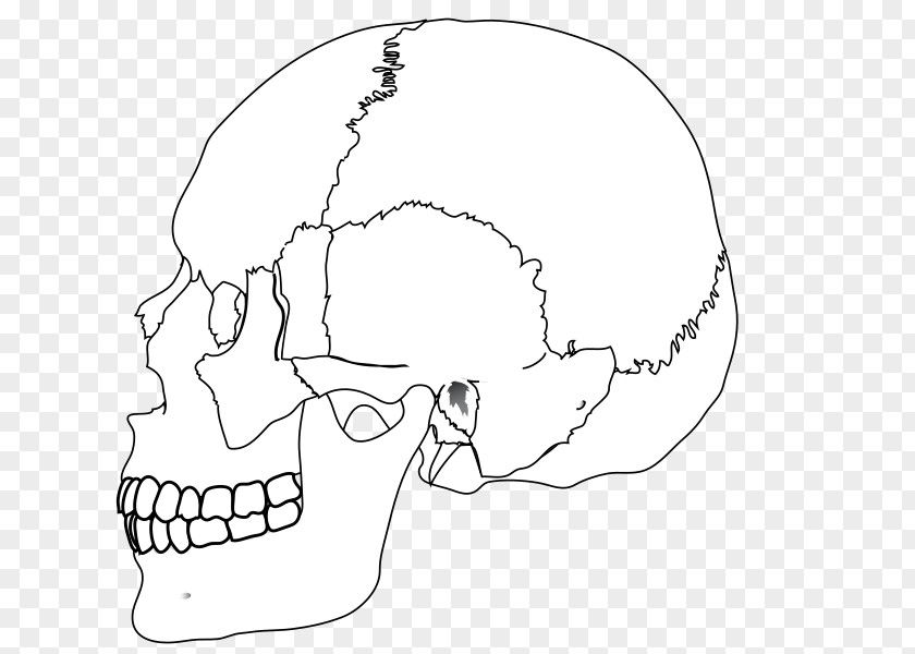 Color Skull Human Nasal Bone Body PNG