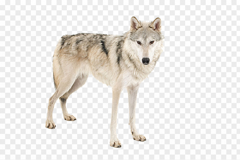 Wolf Picture Material African Wild Dog Arctic Tiger Lion PNG
