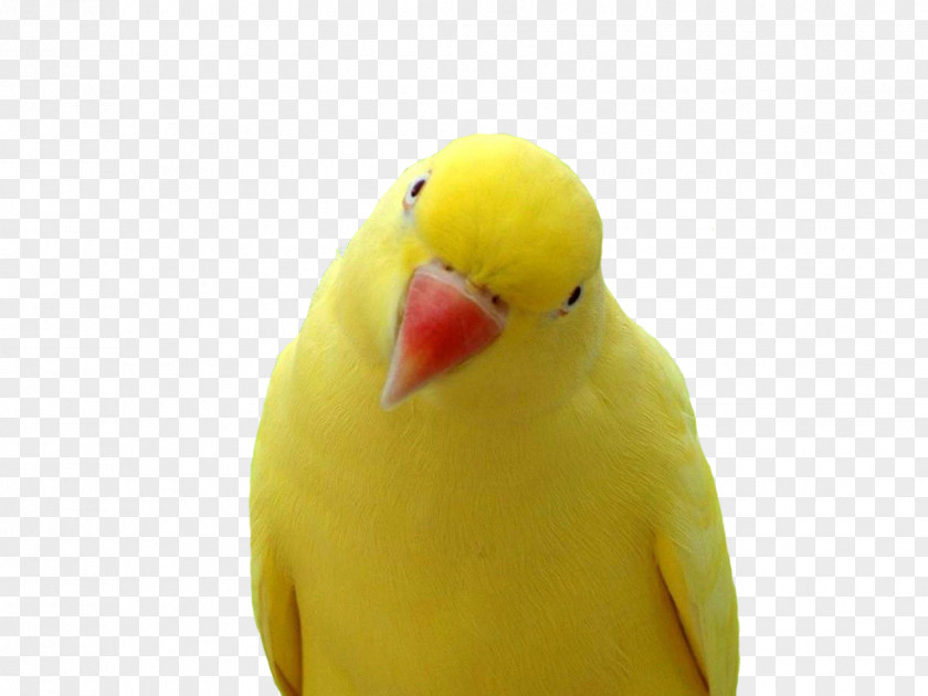 Yellow Parrot Images, Free Download Cockatiel Lovebird Parakeet PNG