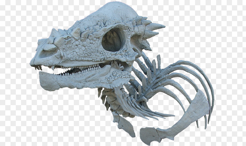 Dinosaur Pachycephalosaurus Triceratops Tyrannosaurus Pachycephalosauria PNG