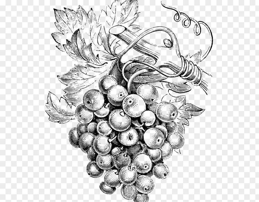 Grape Common Vine Wine Grapes Bellini PNG