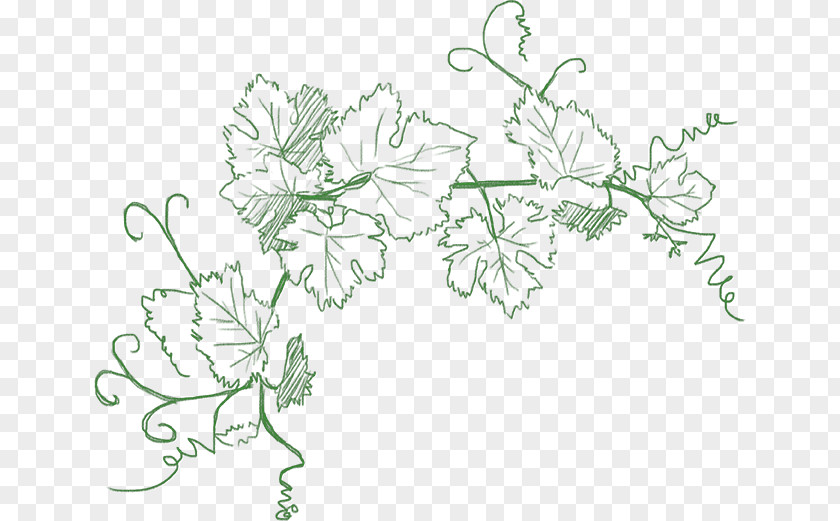 Leaf Branch Drawing PNG