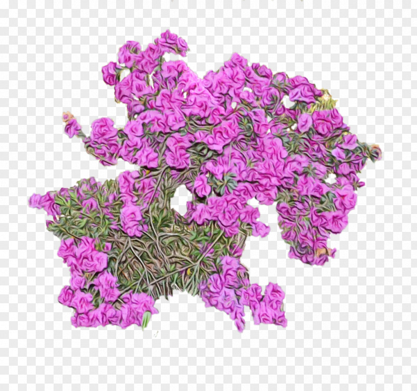 Magenta Petal Flower Plant Violet Pink Cut Flowers PNG
