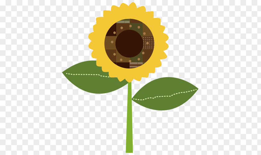 Sunflower, Flower. PNG
